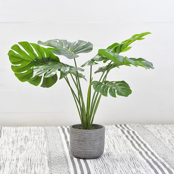 Monstera Potted Plant