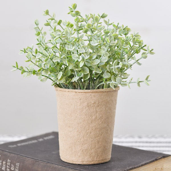 Baby Leaf in Paper Pot