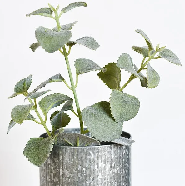 Dusty Callisia