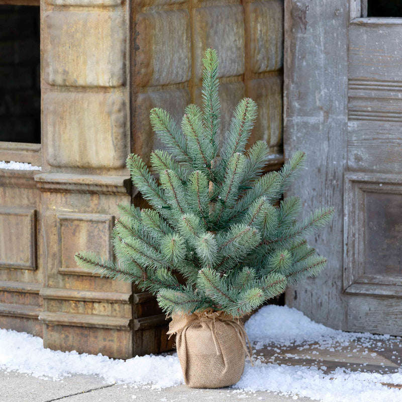 24" Burlap Wrapped Blue Spruce Seedling with LED Battery Lights
